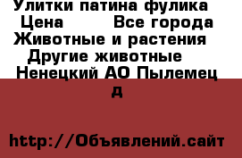 Улитки патина фулика › Цена ­ 10 - Все города Животные и растения » Другие животные   . Ненецкий АО,Пылемец д.